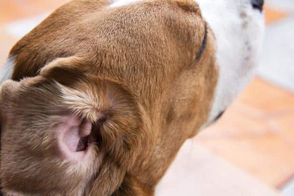 Infección del oído en perros