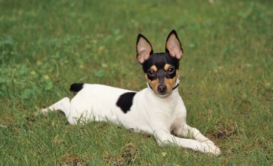 Toy Fox Terrier razas de perros miniatura