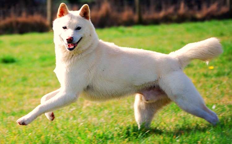 Korean Jindo razas de perros medianos