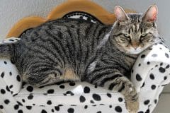 como hacer que el gato no arañe el sofá