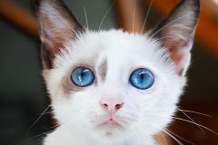 artrosis gato