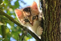 como banar gato