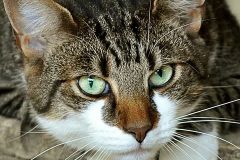 comportamiento anormal gato