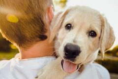 cuidado salud bucal perro