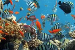 cuidados acuario invierno