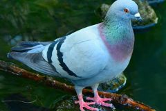 paloma buena mascota