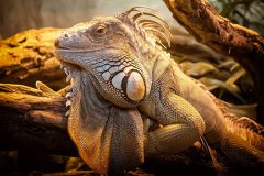 patologia osea metabolica reptiles