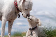perros entienden humanos