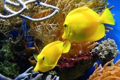 reproduccion peces