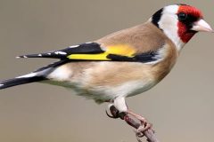 alimentar facil pajarito