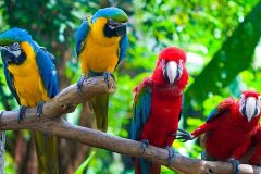 por que loros hablan