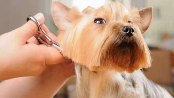 10 peinados para un Yorkshire Terrier