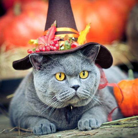 11 disfraces de Halloween para gatos