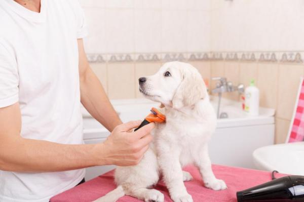 El aseo del Golden Retriever - Golden Retriever: consejos para un pelaje de perro brillante