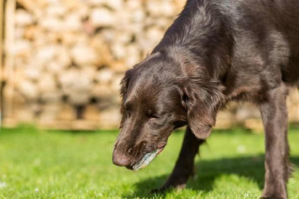 ¿Por qué mi perro está comiendo piedras? - Los síntomas en un perro que se tragó una roca...
