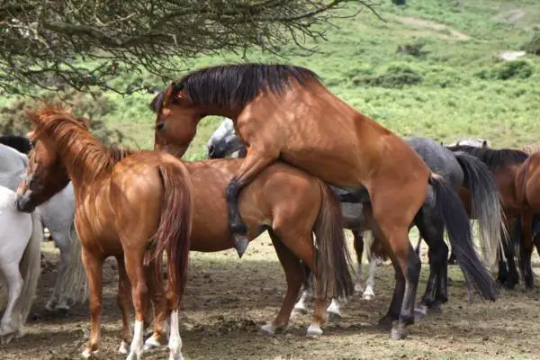 Apareamiento de caballos - ¿Cómo se aparea a los caballos?