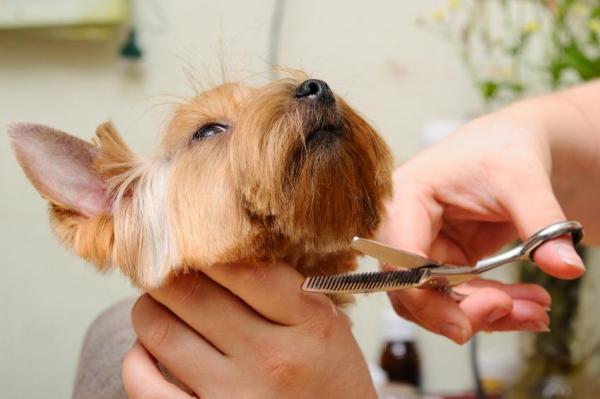 Cómo esquilar a mi perro - 4. Cortar el pelo del hocico también
