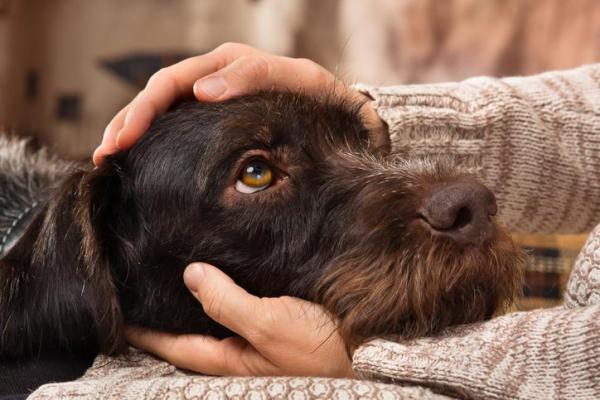 Depresión en el perro: síntomas, causas y tratamiento - Cómo ayudar a un perro deprimido