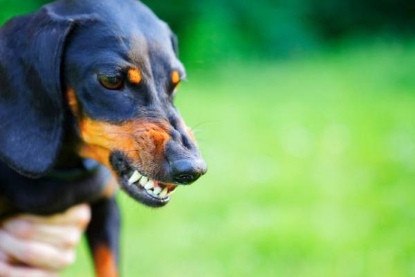 Mi perro me gruñe cuando come - Gruñidos de perro: el lenguaje de los perros