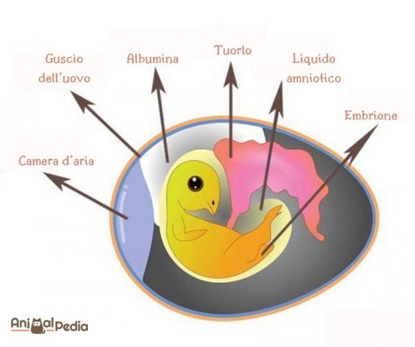¿Cómo nace un polluelo? - Partes del huevo fertilizado