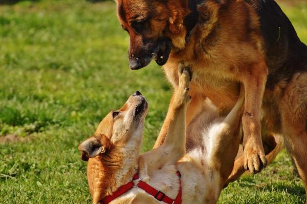 ¿Por qué mi perro está atacando a mi otro perro? - ¿Por qué mi perro ataca a mi otro perro?: Factores hormonales