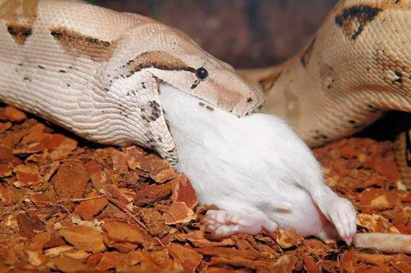 Serpientes: Características y curiosidades - ¿Qué comen las serpientes?