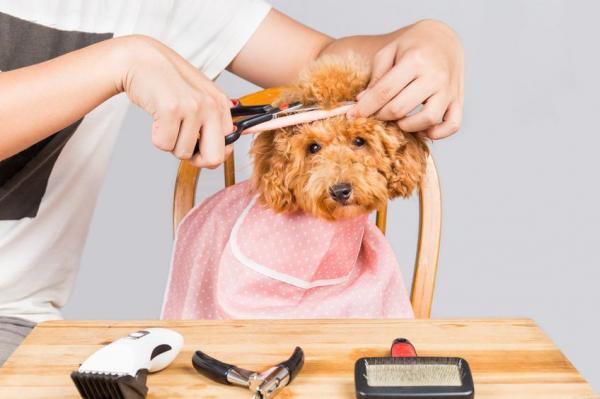 ¿Con qué frecuencia lavas y cortas el pelo de un caniche? - ¿Con qué frecuencia cortas el pelo de un caniche?