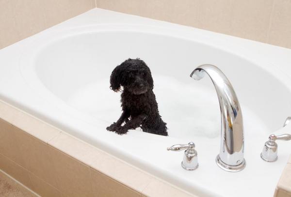 ¿Con qué frecuencia lavas y cortas el pelo de un caniche? - ¿Cuándo bañar a un cachorro de caniche por primera vez?