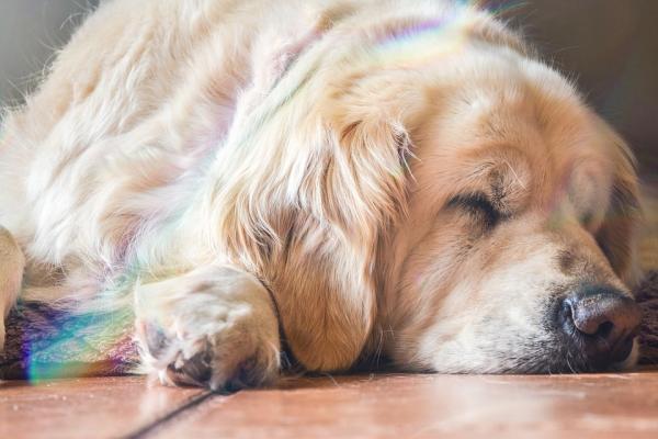 ¿Los perros sueñan? - El ciclo de sueño en los perros