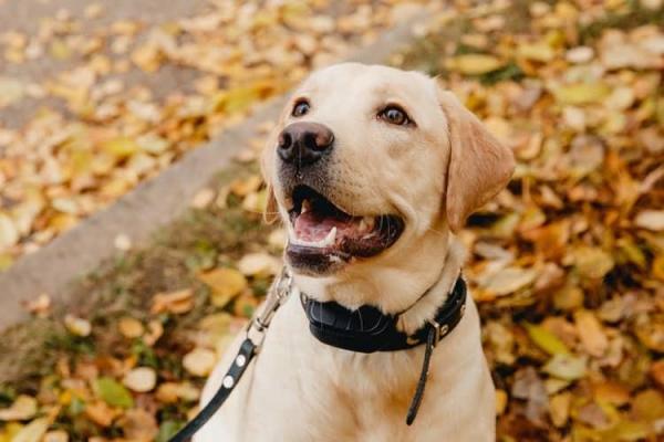 Cómo entrenar a un perro sordo - Consejos para entrenar a un perro sordo