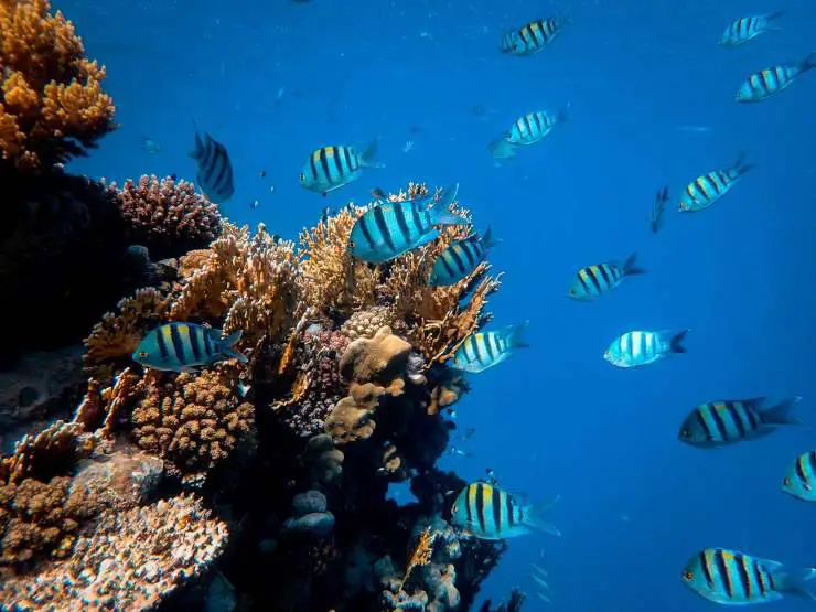 acuario de peces ángeles