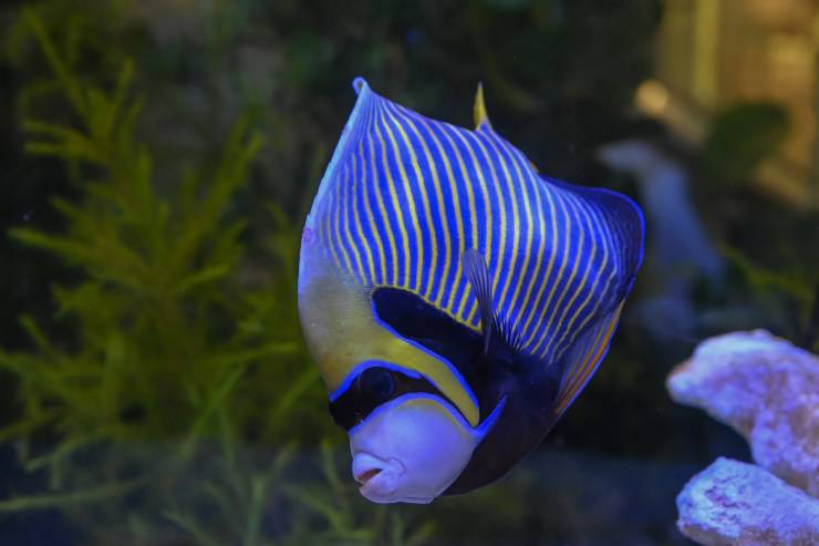 peces