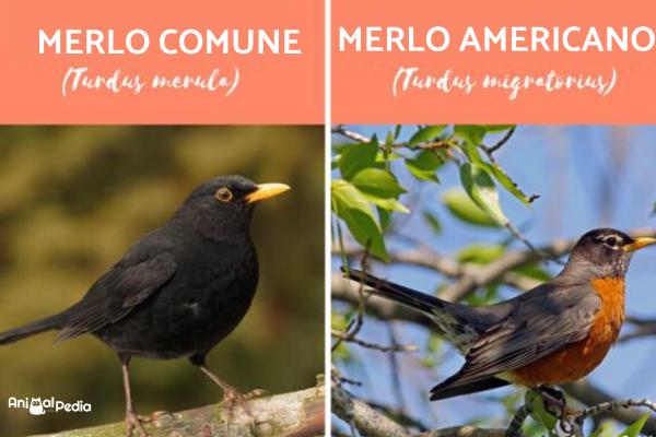 Pájaros cantando por la noche - Blackbird