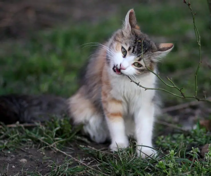 Gato