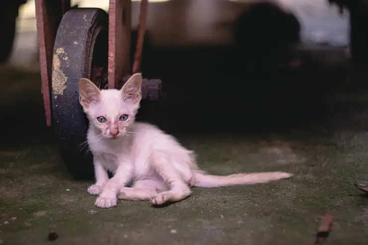 gatito flaco