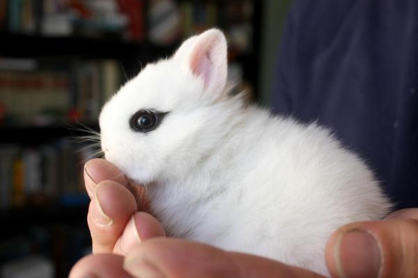 Juegos de conejos - Cómo jugar con un conejo - Cómo jugar con un conejo