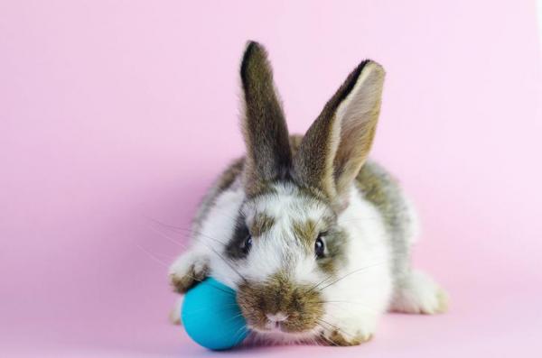 Juegos para conejos - cómo jugar con un conejo - Juguetes para conejos