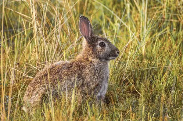 ¿Cómo ven los conejos? - Características de los conejos