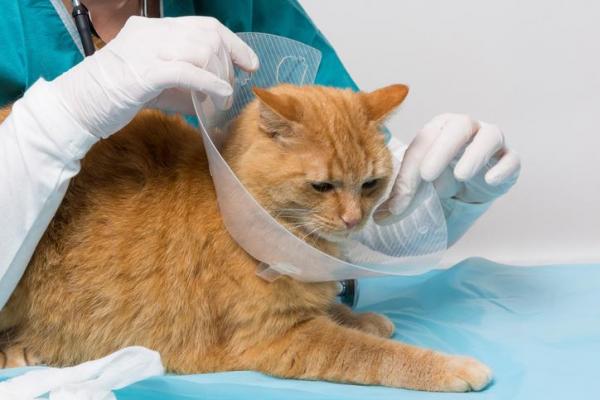 Esterilización de gatos: costo y convalecencia - Esterilización de gatos: post-operatorio