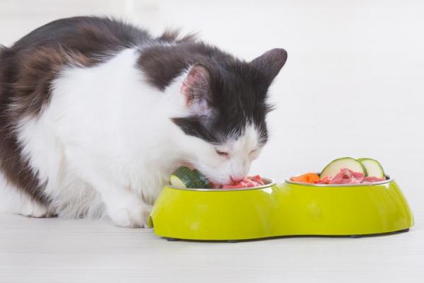 ¿Pueden los gatos comer pollo crudo? - Precauciones para alimentar a los gatos con pollo crudo