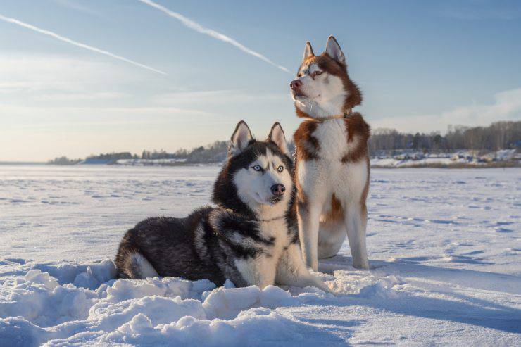 bastón de husky siberiano