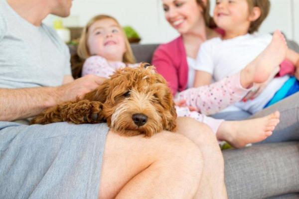Cómo educar a un cachorro - Reglas de la casa