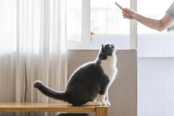 Cómo entrenar a un gato - ¿Puedes entrenar a un gato?