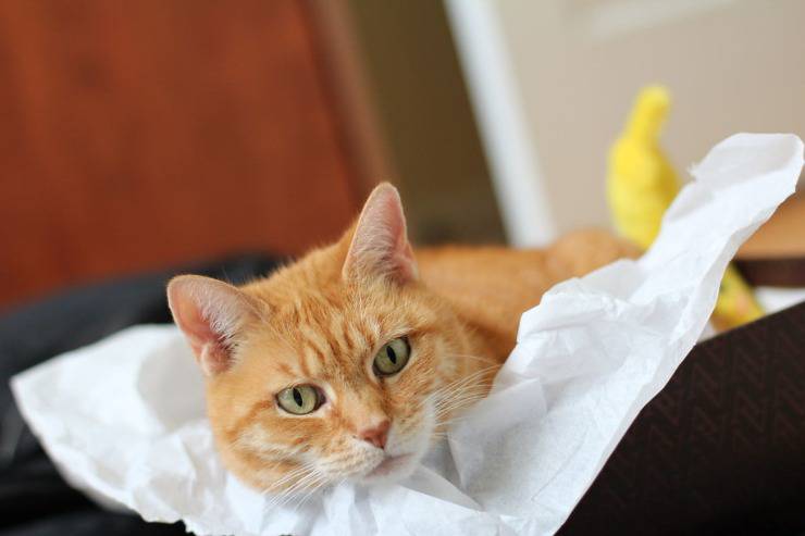 ¿Pueden los gatos comer plátano?