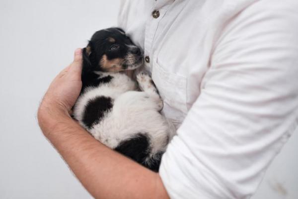 Cómo hacer dormir a un perro - Cómo hacer dormir a un cachorro