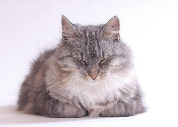 Cepillos para gatos de pelo largo - ¿Por qué es importante cepillar a un gato de pelo largo?