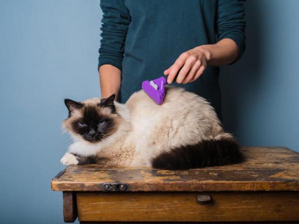Cepillos para gatos de pelo largo - ¿Cómo se cepilla a un gato de pelo largo?