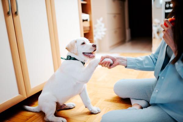 Cómo entrenar a un perro - Cómo entrenar a un cachorro