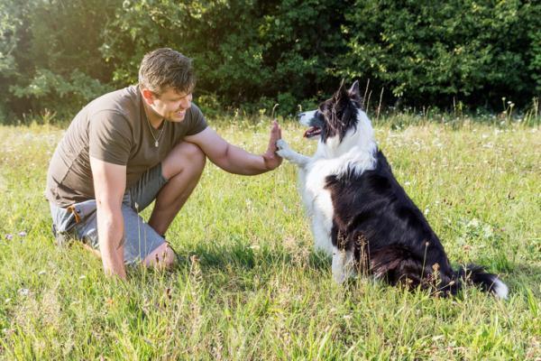 Cómo entrenar a un perro - Cómo entrenar a un perro adulto