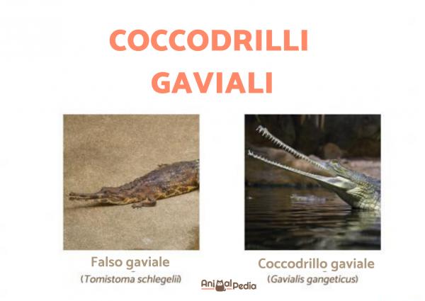 Tipos de cocodrilos: Características, nombres y ejemplos - Vida con  Mascotas ▷➡️